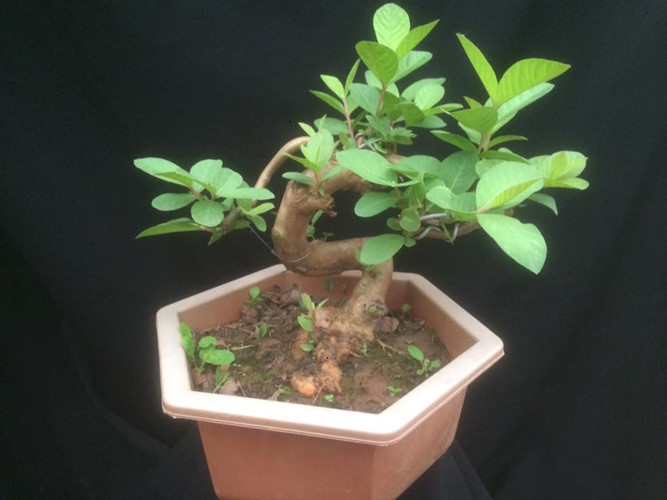Ngắm ổi bonsai dáng thế siêu đẹp chơi Tết 2018